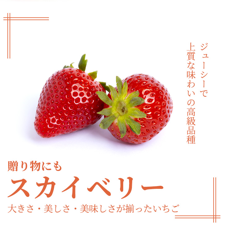 いちご 紅白セット（ミルキーベリー、スカイベリー）【先行予約 数量限定 栃木県 果物 くだもの フルーツ 苺 イチゴ】　※2023年1月下旬〜5月下旬頃に順次発送予定