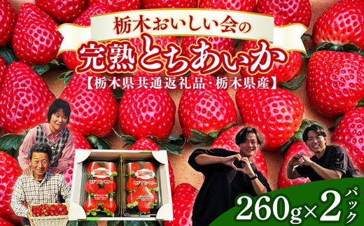 栃木おいしい会のいちご（とちあいか）260g×2パック（520g）｜栃木県共通返礼品 栃木県産 ※離島への配送不可 ※2025年3月上旬〜4月下旬頃に順次発送予定