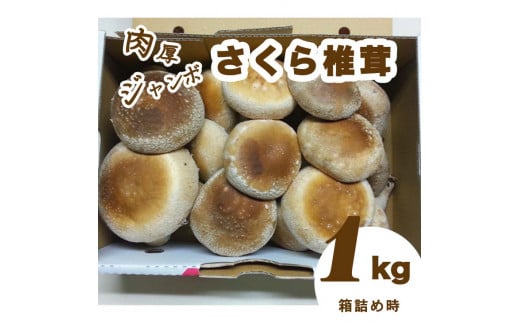 肉厚ジャンボな”さくら椎茸”1kg箱詰め しいたけ シイタケ きのこ キノコ 栃木県 送料無料