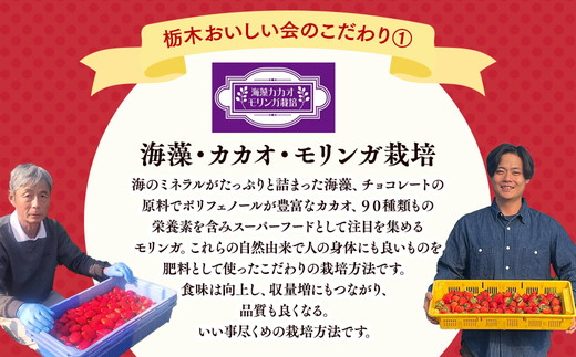 栃木おいしい会のいちご（とちあいか）260g×2パック（520g）｜栃木県共通返礼品 栃木県産 ※離島への配送不可 ※2026年1月上旬～4月下旬頃に順次発送予定