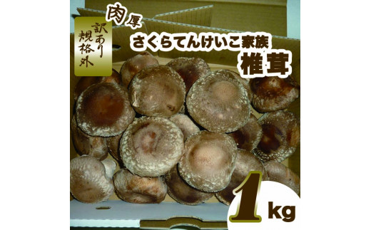 肉厚しいたけ“さくらてんけいこ家族(規格外)”1kg　シイタケ きのこ キノコ 野菜 送料無料