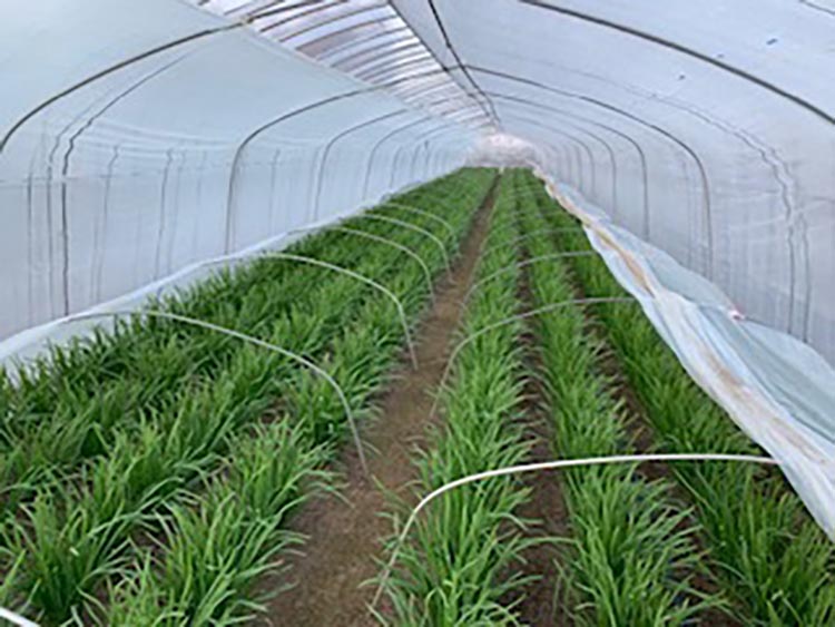 栃木県産こだわりニラ100g×20束 ｜ さくら市 にら 韮 野菜 国産