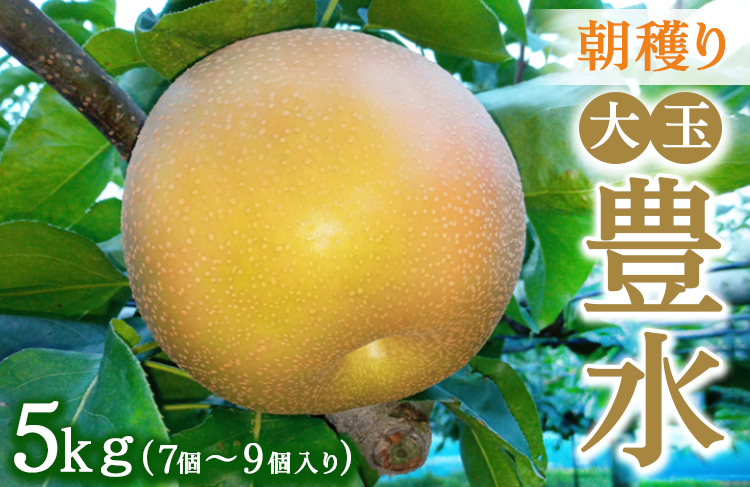 朝穫り 大玉【豊水】5kg 7個〜9個入り【9月10日受付終了】 梨 なし フルーツ 果物 数量限定 ※2024年9月上旬～9月中旬頃に順次発送予定 ※離島・沖縄への配送不可