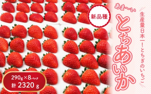 【先行予約】【数量限定】とちあいか 290g×8パック｜いちご イチゴ 苺 先行予約 栃木県 果物 くだもの フルーツ とちあいか 新鮮 贈答 ギフト 食べ比べ 真空パック ※2025年11月上旬頃より順次発送予定