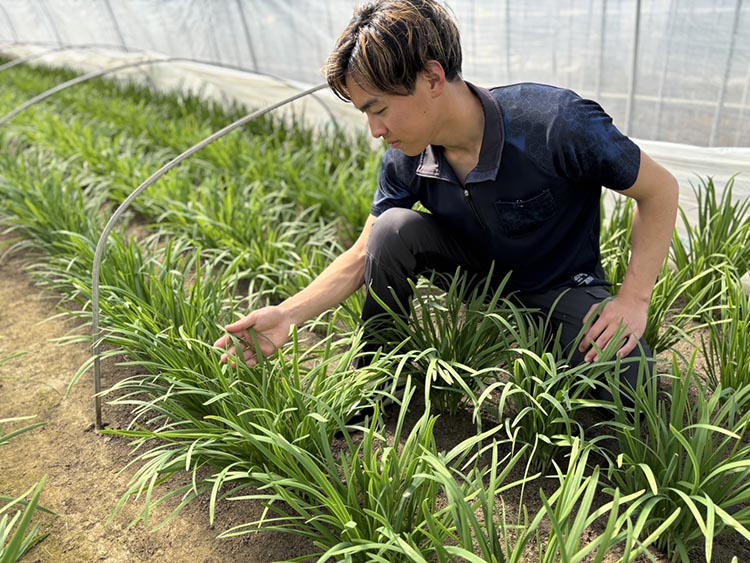 栃木県産こだわりニラ100g×50束 ｜ さくら市 にら 韮 野菜 国産