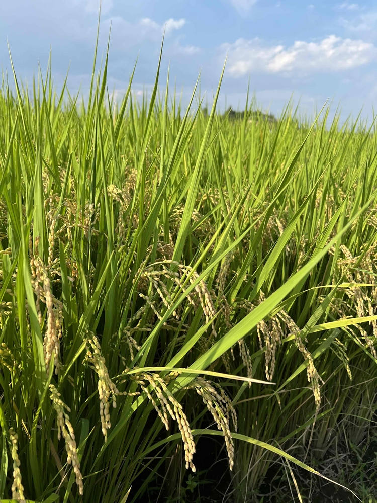 令和7年度産　栃木県産にじのきらめき 精米10kg　栃木県共通返礼品｜米 コメ 地域おこし協力隊