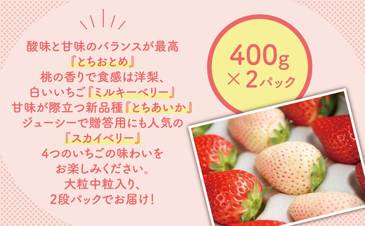 大満足4種食べ比べセット（とちおとめ、ミルキーベリー、とちあいか、スカイベリー）400g×2パック 800g｜先行予約 数量限定 栃木県 果物 くだもの フルーツ 苺 イチゴ ※2025年2月上旬～4月中旬頃に順次発送予定