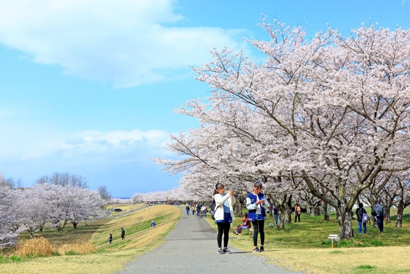 4.桜が咲き誇るまちづくり事業