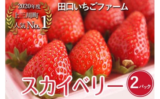 田口いちごファームの いちご　スカイベリー ※2024年1月中旬〜2月下旬頃に順次発送予定