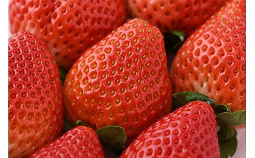 ＜先行予約＞ 鬼怒川の恵みをたっぷり受けた 栃木県上三川（かみのかわ）町産 とちあいか【2パック】 いちご イチゴ 苺 とちあいか ※2026年1月中旬～3月下旬頃に順次発送予定 ※離島への配送不可