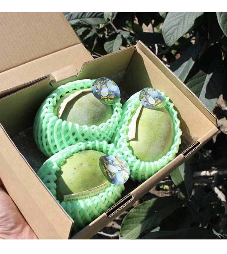 ãå
è¡äºçŽããµãããšçŽçšã¯ãããŸããŠïŒãããŒïŒ1kgå
¥ïŒ3åãã4åå
¥ïŒ â»åæµ·éã»æ²çžã»é¢å³¶ãžã®é
éäžå¯ â»2026幎8æäžæ¬ïœ9æäžæ¬é ã«é 次çºéäºå®