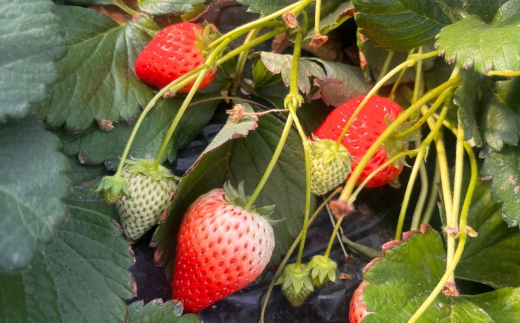 朝摘み『とちあいか』 栃木のイチゴ　大粒　280g以上×2P ｜ いちご イチゴ 苺 栃木県 果物 フルーツ 甘い 酸味 さっぱり 完熟　※離島への配送不可　※2026年1月上旬～4月中旬頃に順次発送予定