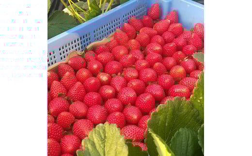 ＜先行予約＞【とちあいか ミルキーベリー】鬼怒川の恵みをたっぷり受けた　栃木県上三川（かみのかわ）町産　紅白イチゴセット【紅白各1パック】いちご イチゴ 苺 白いちご 紅白いちご ※2026年1月中旬～3月中旬頃に順次発送予定 ※離島への配送不可