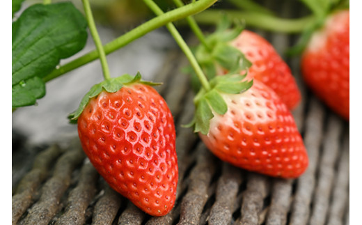 ＜先行予約＞ 鬼怒川の恵みをたっぷり受けた 栃木県上三川（かみのかわ）町産 スカイベリー【2パック】 いちご イチゴ 苺 スカイベリー ※2026年1月中旬～3月中旬頃に順次発送予定 ※離島への配送不可