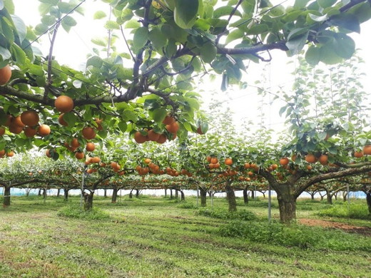 縲千肇蝨ー逶エ騾√代↓縺」縺薙j譴ィ縲1.5kgシ2邇会シ 窶サ2026蟷エ10譛茨ス樒匱騾