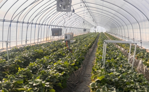 朝摘み『とちあいか』 栃木のイチゴ　大粒　280g以上×2P ｜ いちご イチゴ 苺 栃木県 果物 フルーツ 甘い 酸味 さっぱり 完熟　※離島への配送不可　※2026年1月上旬～4月中旬頃に順次発送予定