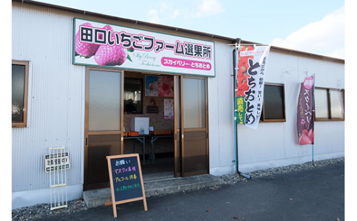 田口いちごファームの スカイベリー・とちあいかの食べ比べセット ｜ いちご 苺 イチゴ 栃木県産 ※2025年1月中旬～2月下旬頃に順次発送予定 ※北海道、沖縄、四国、九州、離島への配送不可