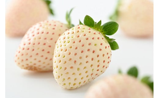 ＜先行予約＞ 鬼怒川の恵みをたっぷり受けた　栃木県上三川（かみのかわ）町産 ミルキーベリー（白いちご）【2パック】 いちご イチゴ 苺 白いちご 白イチゴ 白苺 ミルキーベリー ※2026年1月中旬～3月中旬頃に順次発送予定 ※離島への配送不可