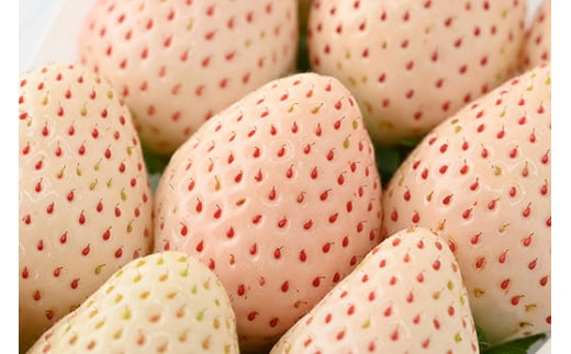 ＜先行予約＞ 【スカイベリー ミルキーベリー】鬼怒川の恵みをたっぷり受けた　栃木県上三川（かみのかわ）町産　紅白イチゴセット【紅白各1パック】 いちご イチゴ 苺 白いちご 紅白いちご ※2026年1月中旬〜3月中旬頃に順次発送 ※離島への配送不可