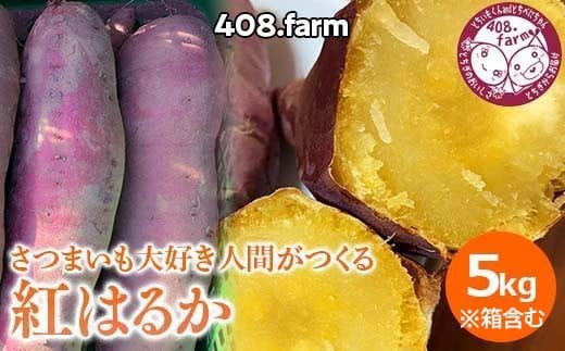 追熟済み！箱含め5キロ以内☆紅はるか　さつま芋　薩摩芋　さつまいも　べにはるか　5kg　※2025年1月下旬頃までに順次発送予定