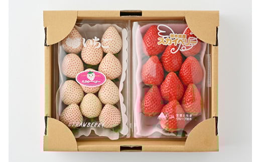 ＜先行予約＞ 【スカイベリー ミルキーベリー】鬼怒川の恵みをたっぷり受けた　栃木県上三川（かみのかわ）町産　紅白イチゴセット【紅白各1パック】 いちご イチゴ 苺 白いちご 紅白いちご ※2026年1月中旬〜3月中旬頃に順次発送 ※離島への配送不可