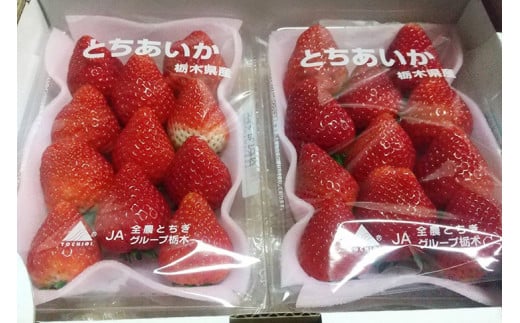 ＜先行予約＞ 鬼怒川の恵みをたっぷり受けた 栃木県上三川（かみのかわ）町産 とちあいか【2パック】 いちご イチゴ 苺 とちあいか ※2026年1月中旬～3月下旬頃に順次発送予定 ※離島への配送不可