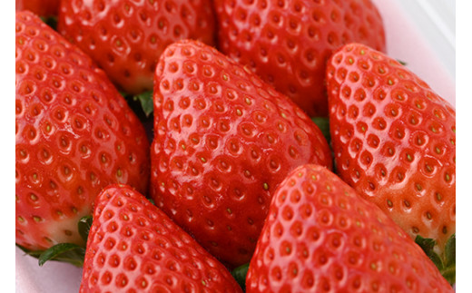 ＜先行予約＞ 鬼怒川の恵みをたっぷり受けた 栃木県上三川（かみのかわ）町産 スカイベリー【2パック】 いちご イチゴ 苺 スカイベリー ※2026年1月中旬～3月中旬頃に順次発送予定 ※離島への配送不可