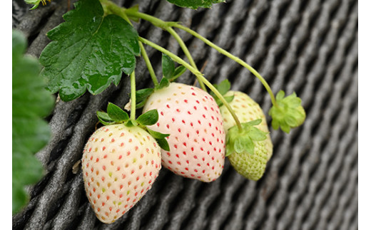 ＜先行予約＞ 鬼怒川の恵みをたっぷり受けた　栃木県上三川（かみのかわ）町産 ミルキーベリー（白いちご）【2パック】 いちご イチゴ 苺 白いちご 白イチゴ 白苺 ミルキーベリー ※2026年1月中旬～3月中旬頃に順次発送予定 ※離島への配送不可