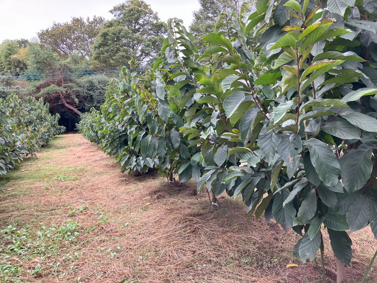 ãå
è¡äºçŽããµãããšçŽçšã¯ãããŸããŠïŒãããŒïŒ1kgå
¥ïŒ3åãã4åå
¥ïŒ â»åæµ·éã»æ²çžã»é¢å³¶ãžã®é
éäžå¯ â»2026幎8æäžæ¬ïœ9æäžæ¬é ã«é 次çºéäºå®