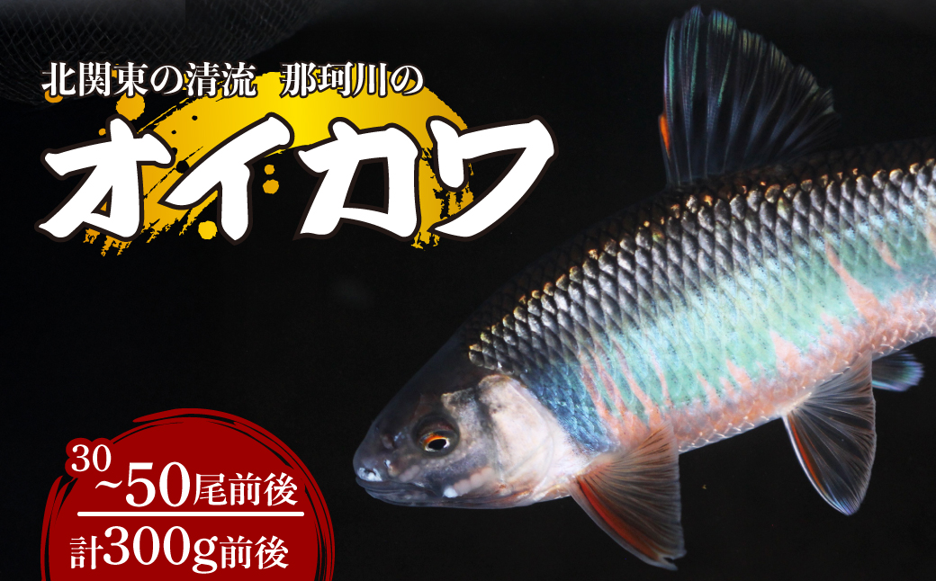 天然オイカワ 北関東の清流「那珂川産」 30〜50尾前後 計300g前後 冷凍 | オイカワ 天然 釣り 川魚 鮮魚 新鮮 北関東 清流 唐揚げ から揚げ 素揚げ 塩焼き 炭火焼 Riverline 栃木県 茂木町