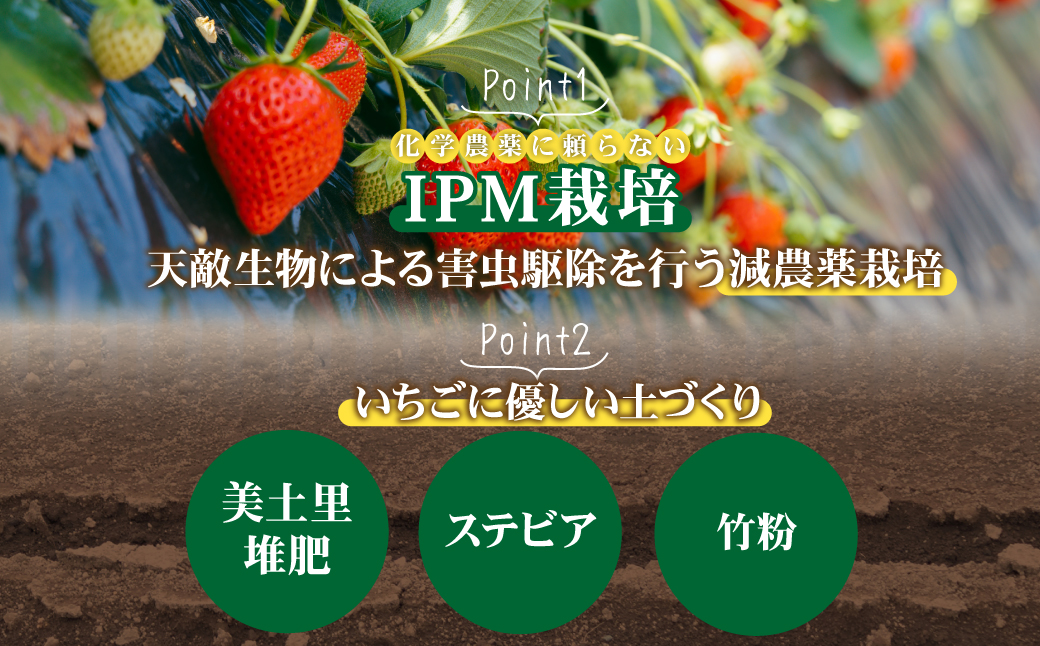【先行受付：2月以降発送】いちご 鈴木ファームの朝摘み やよいひめ ギフトセット900g(450g×2箱) | いちご イチゴ 苺 とちあいか とちおとめ 完熟 甘い あまい 果物 フルーツ 鈴木ファーム 栃木県 茂木町
