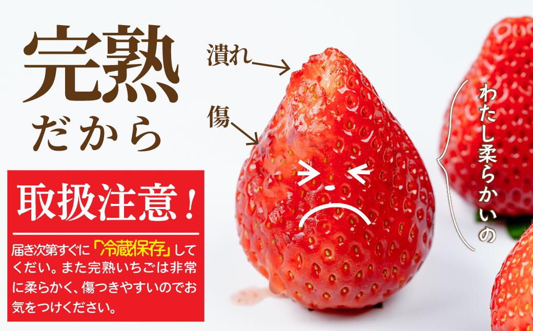 【先行受付：1月中旬以降発送】＜3回定期便＞いちご 小島さんちの完熟 とちあいか レギュラーサイズ 約270g×4パック 合計 約1080g | いちご イチゴ 苺 とちあいか 完熟 大粒 果物 フルーツ くだもの あまい 甘い 産地直送 栃木県産 小島いちご園 栃木県 茂木町