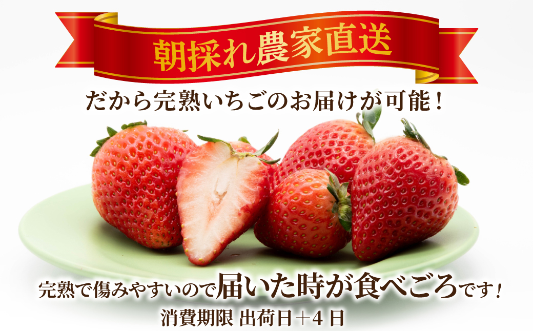 【先行受付：2月以降発送】いちご 鈴木ファームの完熟＆朝どれ とちあいか ギフト900g(450g × 2箱） | いちご イチゴ 苺 とちあいか とちおとめ 完熟 甘い あまい 果物 フルーツ 鈴木ファーム 栃木県 茂木町