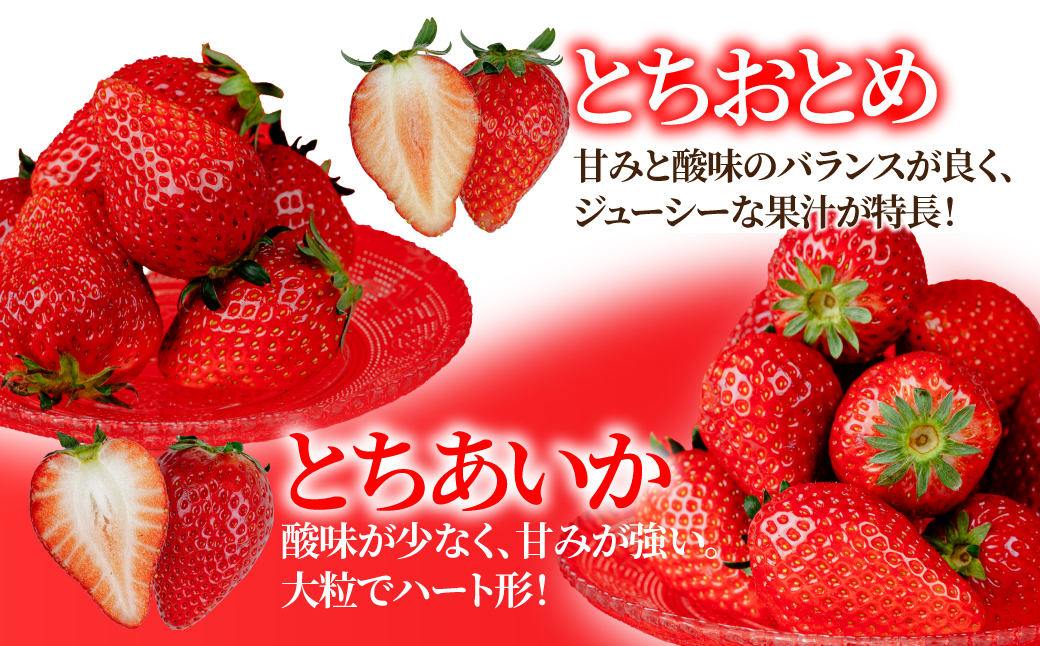 【先行受付：3月以降発送】いちご「茂木完熟いちご」 篠崎さんが育てた とちおとめ＆とちあいか 大粒 食べ比べセット 約270g×各2パック 合計 約1080g | いちご イチゴ 苺 とちあいか とちおとめ 完熟 大粒 果物 フルーツ くだもの 旬 産地直送 栃木県産 篠崎いちご園 栃木県 茂木町