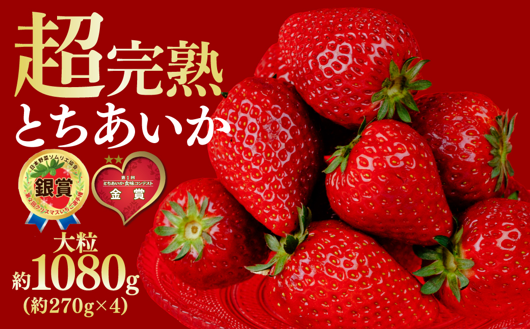 【先行受付：1月中旬以降発送】いちご 鈴木ファームの完熟＆朝採れ とちあいか 大粒 約270g × 4パック 合計 約1080g | いちご イチゴ 苺 とちあいか とちおとめ 完熟 甘い あまい 果物 フルーツ くだもの 旬 産地直送 栃木県産 鈴木ファーム 栃木県 茂木町