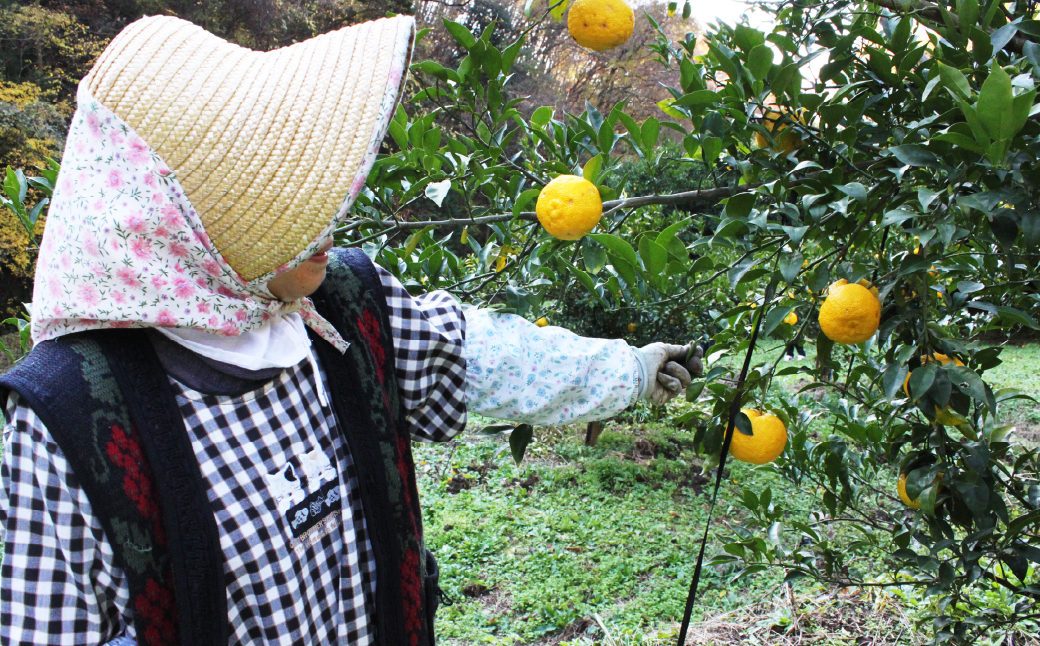 èæšç£ããã䜿çšïŒ æåé
¢ 200gÃ4æ¬ ä¿åæã»çè²æã»éŠæäžäœ¿çš | ãã æå é
¢ ãé
¢ èª¿å³æ ç¡çè² ä¿åæ äžäœ¿çš å¥åº· ãœãŒã æç ã©ãŒã¡ã³ é€å ã®ã§ãŒã¶ ãšããã©ã€ ããŠããã©ã¶ æ æšç èæšçº