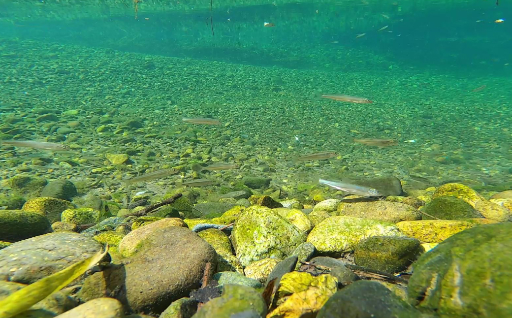 倩ç¶ãªãŸã(åã身) å颿±ã®æž
æµãé£çå·ç£ã 300gã400g ç空å·å | å€©ç¶ é¯° ãããº é®®é æ°é®® å颿± æž
æµ å€©ã·ã ããæã å³å挬ãçŒã ã¢ããŒãžã§ Riverline æ æšç èæšçº