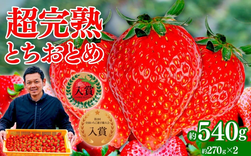 【先行受付：1月中旬以降発送】いちご 「茂木完熟いちご」　美土里農園の朝採れ とちおとめ レギュラーサイズ 約270g×2パック 合計 約540g | いちご イチゴ 苺  とちおとめ 完熟 甘い あまい 入賞 果物 フルーツ くだもの 旬 産地直送 栃木県産 美土里農園 栃木県 茂木町