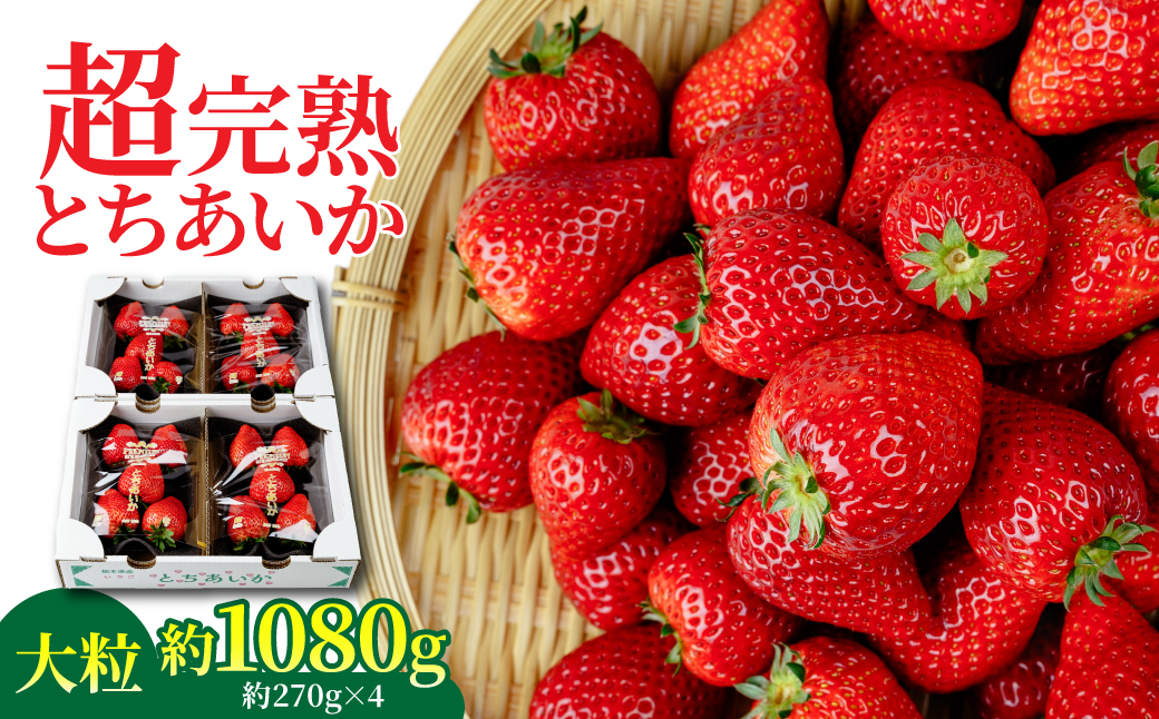 【先行受付：1月中旬以降発送】いちご 「茂木完熟いちご」　矢野農園の とちあいか 大粒 約270g × 4パック 合計 約1080g | いちご イチゴ 苺 とちあいか 完熟 果物 フルーツ くだもの 旬 産地直送 栃木県産 矢野農園 栃木県 茂木町