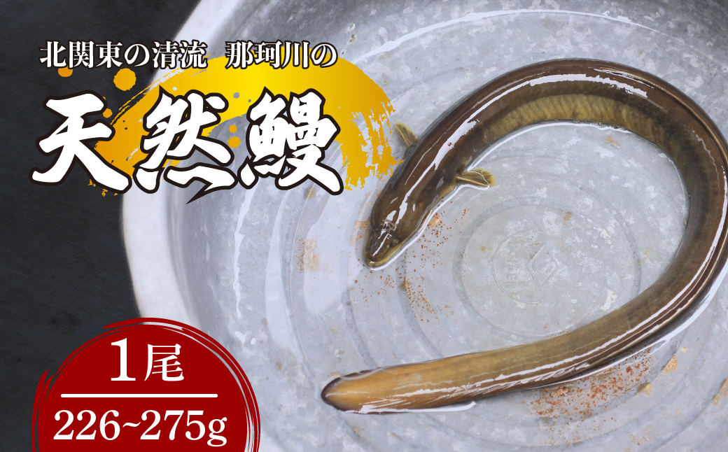 天然鰻北関東の清流「那珂川産」 1尾 226〜275g 真空冷凍 | 鰻 うなぎ ウナギ 天然 天然うなぎ 希少 貴重 鮮魚 新鮮 北関東 清流 蒲焼 かば焼き 白焼き 炭火焼 うな重 うな丼 Riverline 栃木県 茂木町