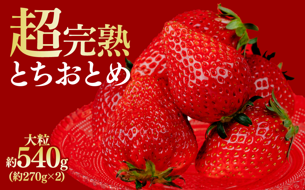 【先行受付：3月以降発送】鈴木ファームの厳選&完熟&朝摘み とちおとめ  大粒 2パック入り | いちご イチゴ 苺 とちおとめ 完熟 甘い あまい 果物 フルーツ くだもの 旬 産地直送 栃木県産 鈴木ファーム 栃木県 茂木町