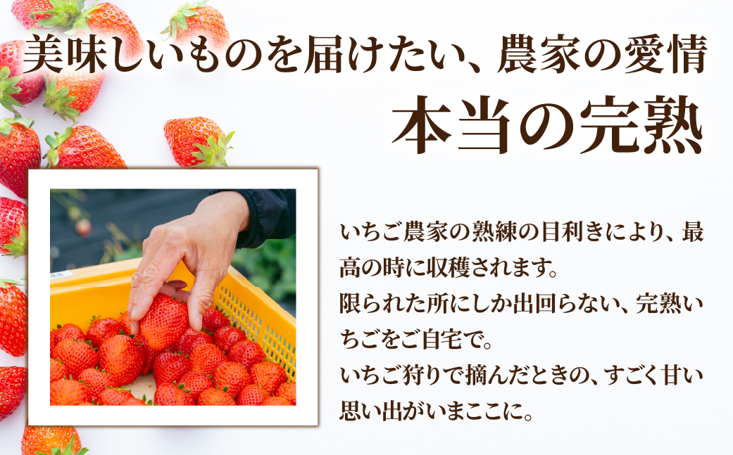 【先行受付：3月以降発送】いちご 鈴木ファームの完熟＆朝どれ とちあいか ギフト900g(450g × 2箱） | いちご イチゴ 苺 とちあいか とちおとめ 完熟 甘い あまい 果物 フルーツ 鈴木ファーム 栃木県 茂木町