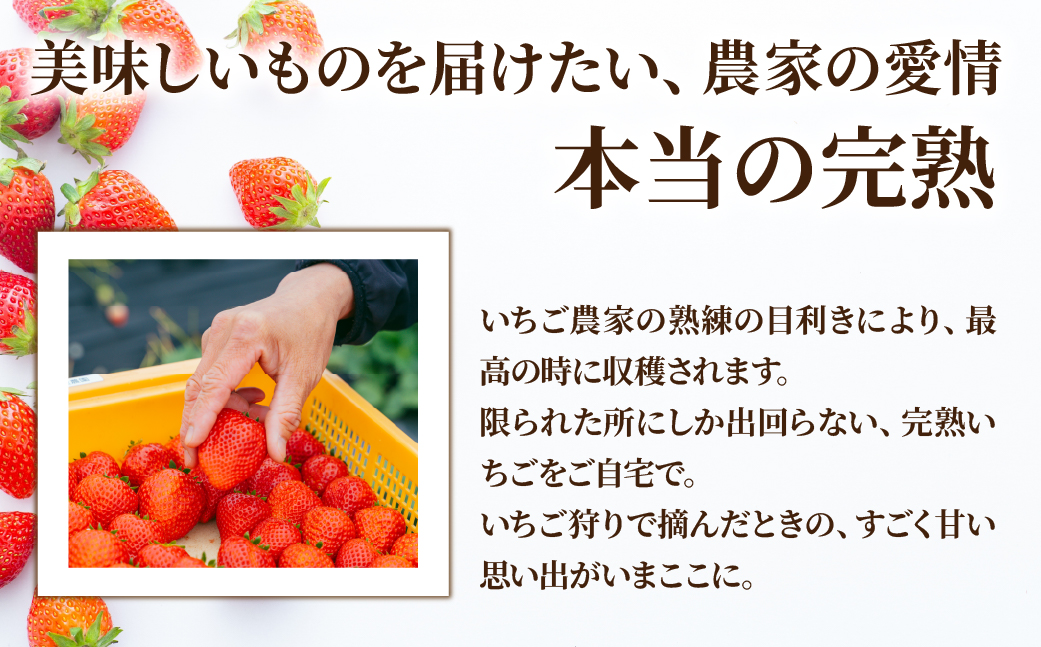 【先行受付：3月以降発送】いちご「茂木完熟いちご」師匠が育てた朝採れとちあいか  レギュラーサイズ 約270g × 4パック 計約1080g | いちご イチゴ 苺 とちあいか 完熟 朝採れ フルーツ 甘い あまい 果物 くだもの 旬 産地直送 栃木県産 関いちご園 栃木県 茂木町 