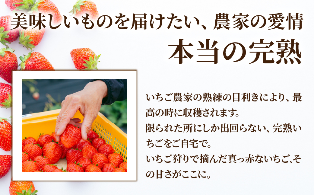 【先行受付：2月以降発送】いちご 「茂木完熟いちご」　矢野農園の とちおとめ レギュラーサイズ 約270g × 4パック 合計 約1080g | いちご イチゴ 苺  とちおとめ 完熟 果物 フルーツ 甘い あまい くだもの 旬 産地直送 栃木県産 矢野農園 栃木県 茂木町