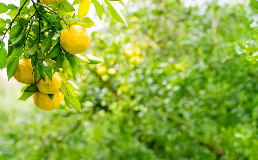 茂木産ゆずを使用！柚子ポン酢 230g×4本 保存料・着色料・香料不使用 | ゆず 柚子 ポン酢 調味料 無着色 保存料 不使用 料理 果汁 調理 しゃぶしゃぶ サラダ 焼肉 ギョーザ 餃子 もてぎプラザ 栃木県 茂木町