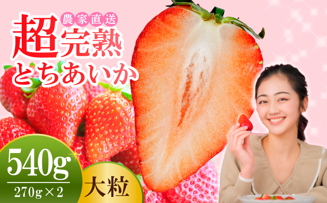 【先行受付：3月以降発送】いちご 小島さんちの 完熟 とちあいか 大粒 約270g × 2パック 合計 約540g | いちご イチゴ 苺 とちあいか 完熟 甘い あまい 大粒 果物 フルーツ くだもの 旬 産地直送 栃木県産 小島いちご園 栃木県 茂木町