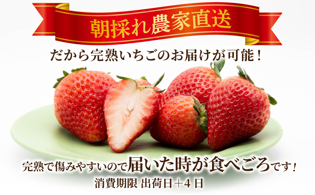 【先行受付：3月以降発送】いちご「茂木完熟いちご」師匠が育てた朝採れとちあいか  レギュラーサイズ 約270g × 4パック 計約1080g | いちご イチゴ 苺 とちあいか 完熟 朝採れ フルーツ 甘い あまい 果物 くだもの 旬 産地直送 栃木県産 関いちご園 栃木県 茂木町 