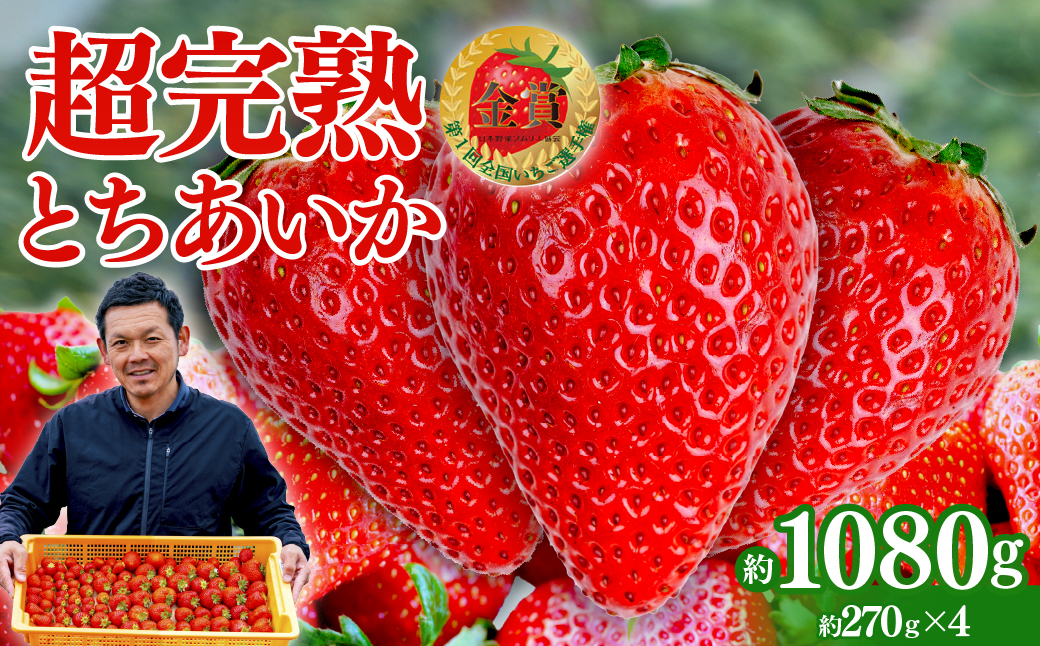 【先行受付：1月中旬以降発送】いちご 「茂木完熟いちご」　美土里農園の朝採れ とちあいか レギュラーサイズ 約270g × 4パック 合計 約1080g | いちご イチゴ 苺 とちあいか 完熟 果物 フルーツ くだもの 旬 産地直送 栃木県産 美土里農園 栃木県 茂木町