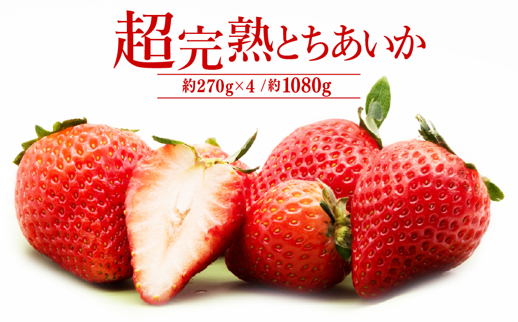 【先行受付：1月中旬以降発送】いちご「茂木完熟いちご」　篠崎さんが育てた 朝どれとちあいか レギュラーサイズ 約270g × 4パック 合計 1080g | いちご イチゴ 苺 とちあいか 完熟 果物 フルーツ くだもの 旬 産地直送 栃木県産 篠崎いちご園 栃木県 茂木町