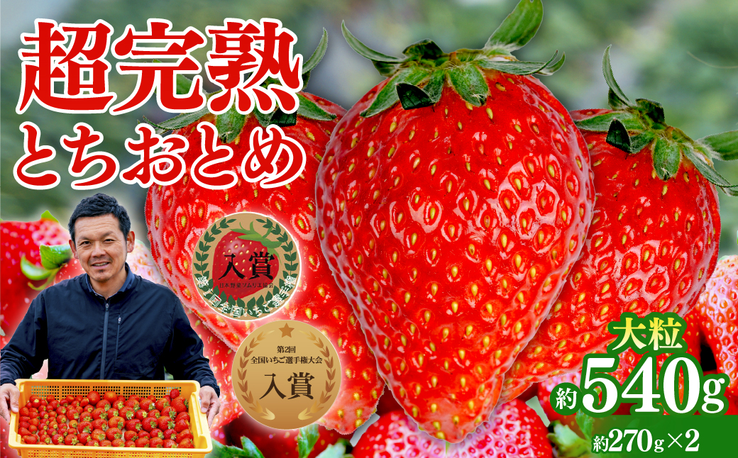 【先行受付：2月以降発送】いちご 「茂木完熟いちご」　美土里農園の朝採れ とちおとめ 大粒 約270g × 2パック 合計 約540g | いちご イチゴ 苺 とちおとめ 完熟 大粒 果物 フルーツ甘い あまい くだもの 旬 産地直送 栃木県産 美土里農園 栃木県 茂木町